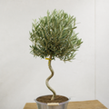 5L Spiral Olive Tree 100/110cm Tall Evergreen Mediterranean Tree