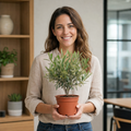 Mini Olive Bush in 15cm Pot