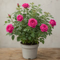 5L Rose Let's Celebrate Dark Pink Rose Bush | Beautiful Flowering Garden Plant Plants By Post