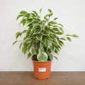Ficus Twilight Weeping Fig 21cm Pot – Large Indoor Houseplant Plants By Post
