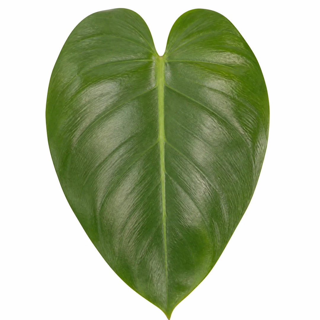 Philodendron Imperial Green – Large Glossy Green Foliage Tropical Evergreen Indoor Houseplant Plants By Post