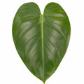 Philodendron Imperial Green – Large Glossy Green Foliage Tropical Evergreen Indoor Houseplant Plants By Post