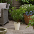 3L Acer Green Leaf in Pot Outdoor Tree for Patio & Garden
