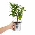 Mini Green Lime 40-50cm Height  in Pot