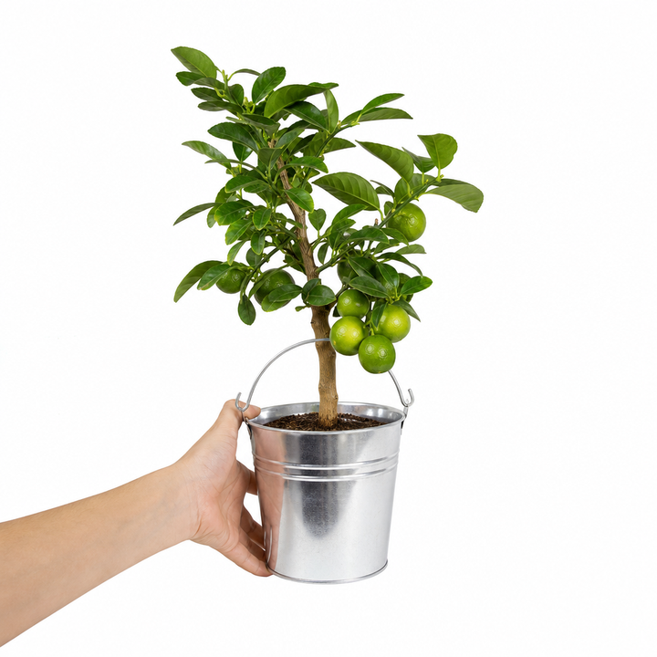 Mini Green Lime 40-50cm Height  in Pot