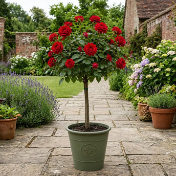 7.5L Standard Rose Tree Red 100-110cm - Classic Flowering Garden Rose Plant Plants By Post