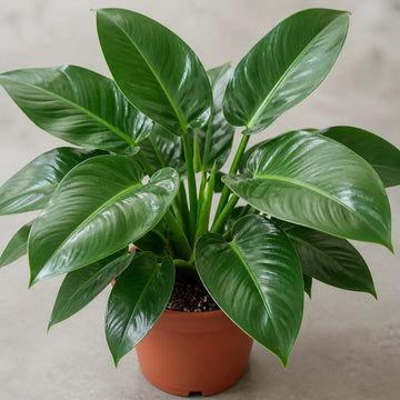Philodendron Imperial Green – Large Glossy Green Foliage Tropical Evergreen Indoor Houseplant Plants By Post