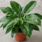 Nursery Pot