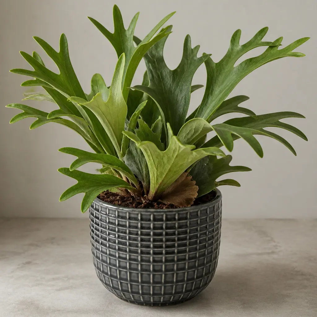 Platycerium Bifurcatum Staghorn Fern – Unique Antler-Shaped Foliage Indoor Houseplant Plants By Post