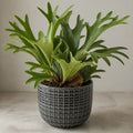 Platycerium Bifurcatum Staghorn Fern – Unique Antler-Shaped Foliage Indoor Houseplant Plants By Post