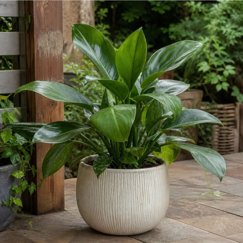 Philodendron Imperial Green 19cm Pot – Large Indoor Foliage Houseplant Plants By Post