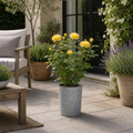 3L Yellow Patio Rose Outdoor Flowering Plant in Decorative Pot