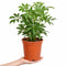 Nursery Pot