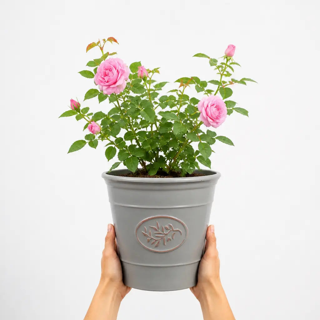 3L Mum In A Million Pink Rose Bush - Beautiful Flowering Plant Gift Plants By Post