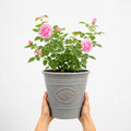 3L Mum In A Million Pink Rose Bush - Beautiful Flowering Plant Gift Plants By Post