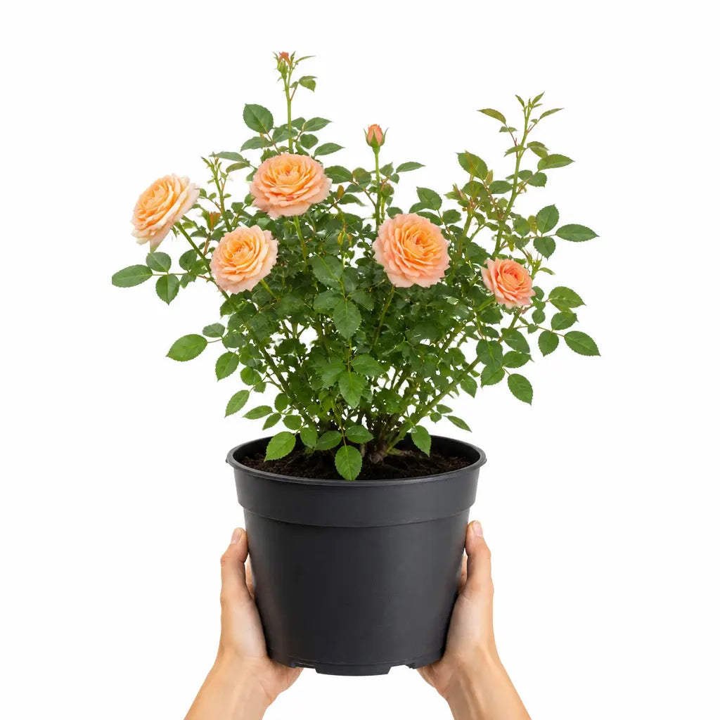 5L Rose Many Happy Returns Peach Rose Bush - Beautiful Flowering Garden Plant Plants By Post