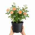 5L Rose Many Happy Returns Peach Rose Bush - Beautiful Flowering Garden Plant Plants By Post
