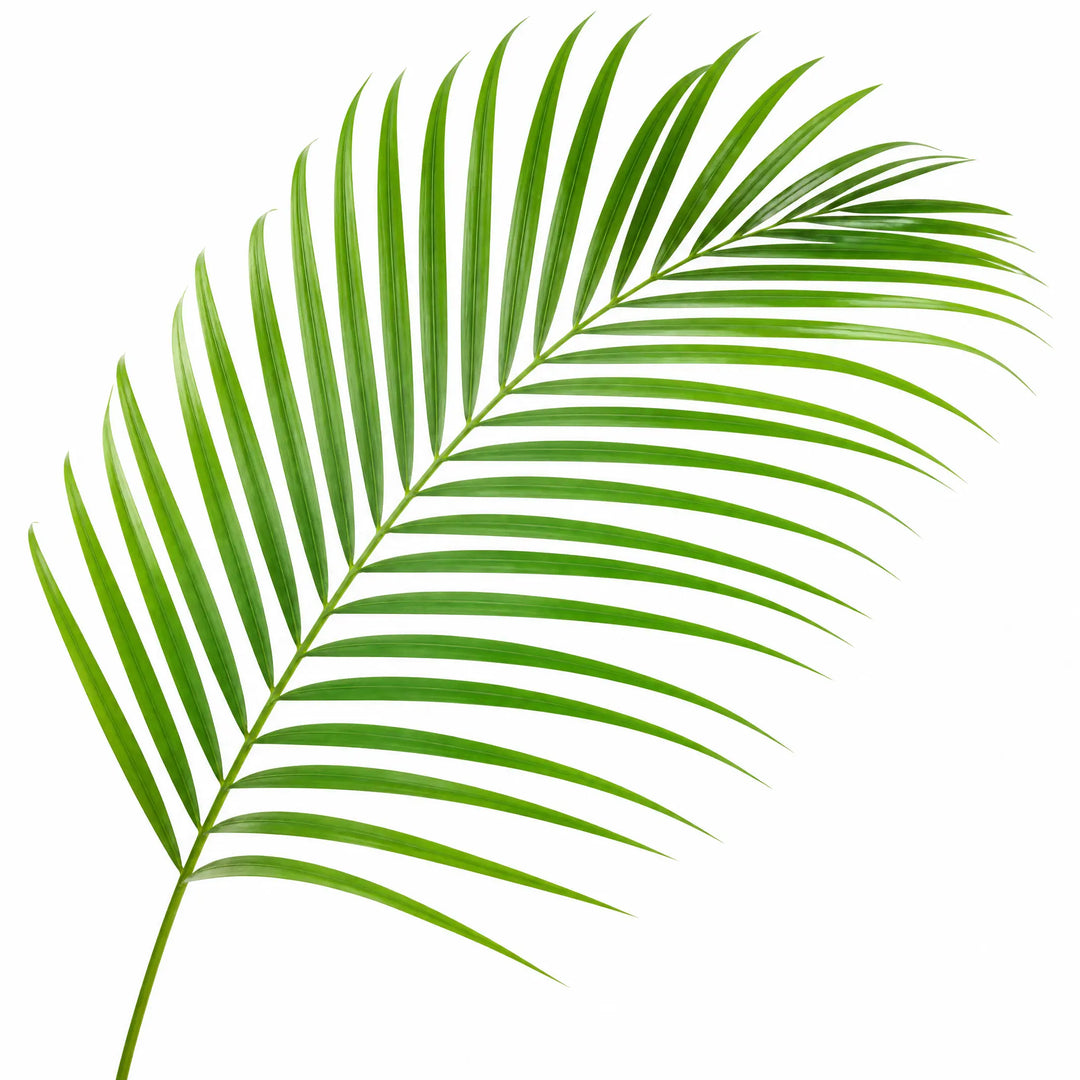 Dypsis Lutescens Areca Palm – Elegant Feathery Green Tropical Indoor Houseplant Plants By Post