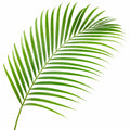 Dypsis Lutescens Areca Palm – Elegant Feathery Green Tropical Indoor Houseplant Plants By Post
