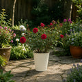 3L Red Patio Rose in Decorative Pot Outdoor Garden & Patio Plant Plants By Post