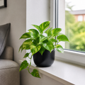 Epipremnum Aureum – Golden Pothos Devil’s Ivy Houseplant in 12cm Pot Plants By Post UK
