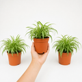Chlorophytum Spider Plant 12cm - Air Purifying Plant