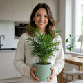 Chamaedorea Elegans Parlour Palm 2L – Elegant Tropical Indoor Houseplant Plants By Post