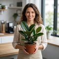 Ficus Robusta Rubber Plant – Elegant Glossy Green Foliage Indoor Houseplant Plants By Post