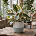 Ficus Tineke Rubber Plant 5L – Variegated Indoor Houseplant Plants By Post