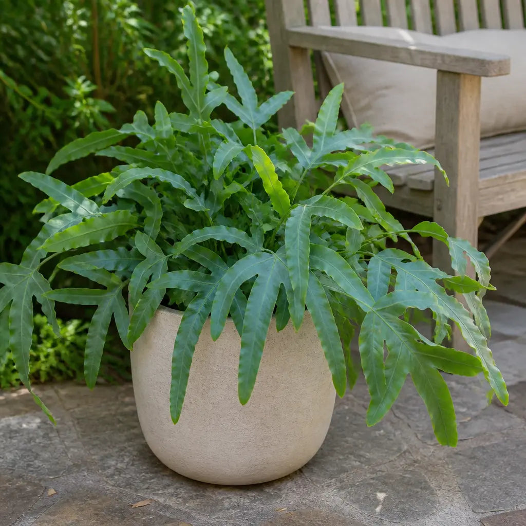 Phlebodium Blue Fern Blue Star Fern 17cm Pot – Easy Care Pet Friendly Indoor Houseplant Plants By Post