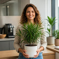 Ficus Binnendijks Narrow Leaf Fig 5L – Elegant Indoor Houseplant Plants By Post