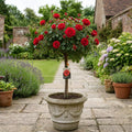 7.5L Standard Rose Tree Red 100-110cm - Classic Flowering Garden Rose Plant Plants By Post