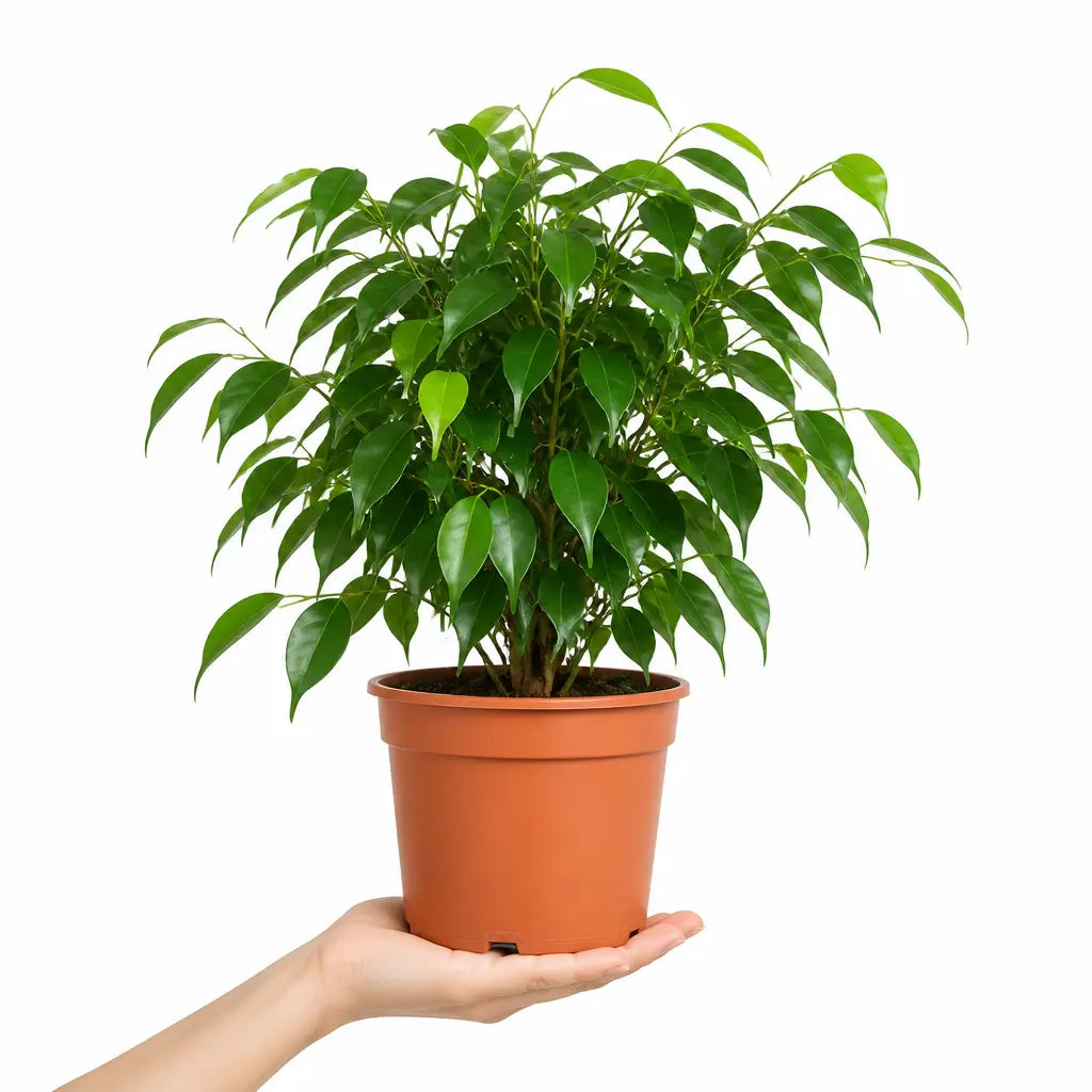 Ficus Danielle Weeping Fig 21cm Pot – Large Indoor Houseplant Plants By Post