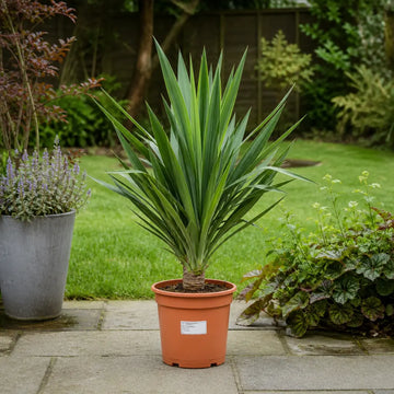 Yucca 19cm Pot – Easy Care Large Indoor Houseplant Plants By Post