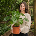 Monstera Deliciosa Cheese Plant 21cm Pot – Large Indoor Houseplant Plants By Post