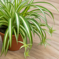 Chlorophytum Spider Plant 12cm - Air Purifying Plant Plants By Post