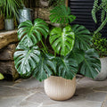 Monstera Deliciosa Cheese Plant 21cm Pot – Large Indoor Houseplant Plants By Post
