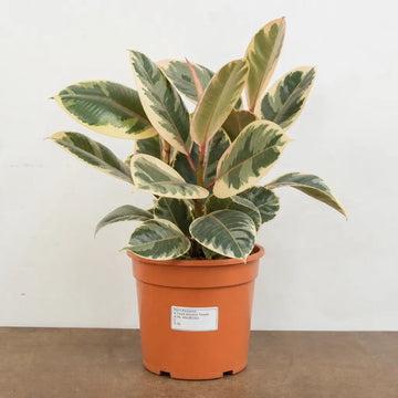 Ficus Tineke Rubber Plant 17cm Pot – Easy Care Indoor Houseplant Plants By Post
