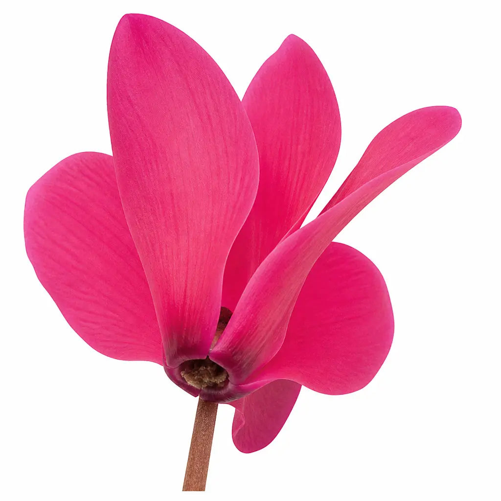 Cyclamen Deep Rose 10.5cm Pot Pack of 3 & 6 Flowering Outdoor Plants Plants By Post
