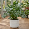 Monstera Deliciosa Cheese Plant – Large Split Leaf Tropical Evergreen Indoor Houseplant Plants By Post