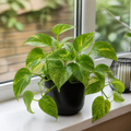 Epipremnum Aureum – Golden Pothos Devil’s Ivy Houseplant in 12cm Pot Plants By Post UK