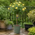 7.5L Standard Rose Tree Yellow 100-110cm | Elegant Flowering Garden Rose Plant Plants By Post