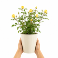 3L Yellow Patio Rose Outdoor Flowering Plant in Decorative Pot