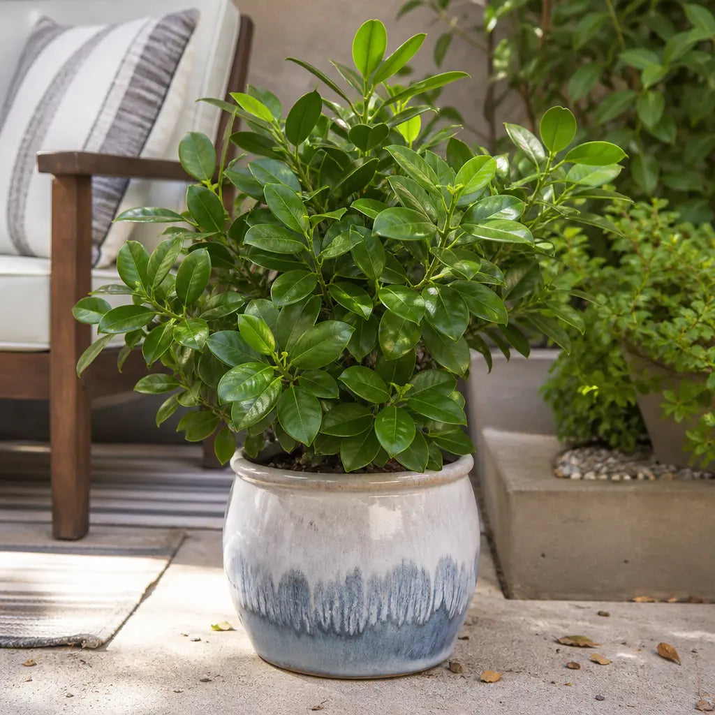 Ficus Moclame Indian Laurel Fig 21cm Pot – Large Indoor Houseplant Plants By Post