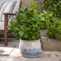 Ficus Moclame Indian Laurel Fig 21cm Pot – Large Indoor Houseplant Plants By Post