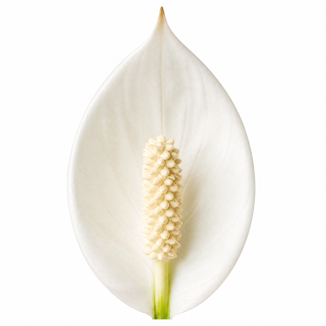 Peace Lily Plant 12cm - Air Purifying Houseplant Elegant Indoor Plant with White Flowers Plants By Post UK