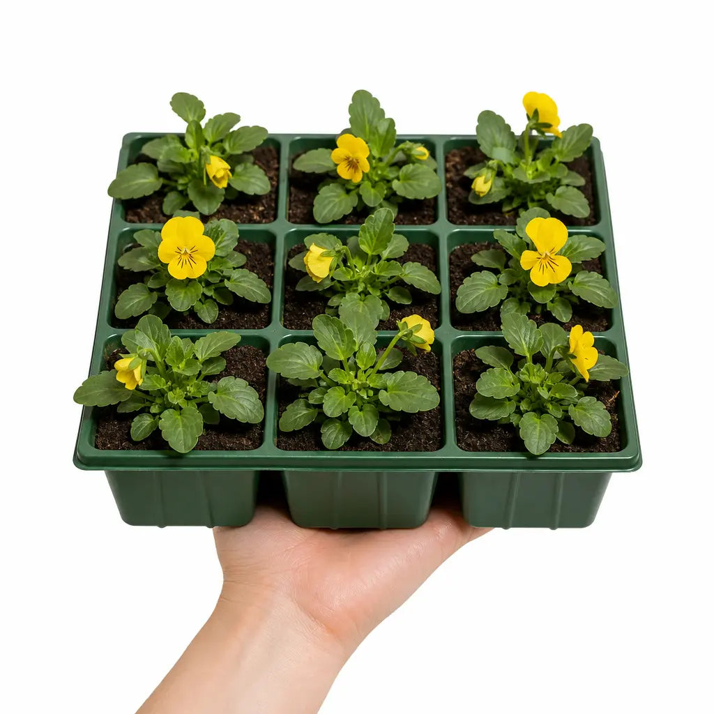 Viola Sorbet Yellow 9 Pack × 2 Spring & Autumn Bedding Plants Plants By Post