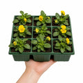 Viola Sorbet Yellow 9 Pack × 2 Spring & Autumn Bedding Plants Plants By Post