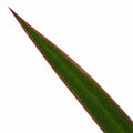 Dracaena Marginata 3 Stem Dragon Tree 19cm Pot – Easy Care Large Indoor Houseplant Plants By Post
