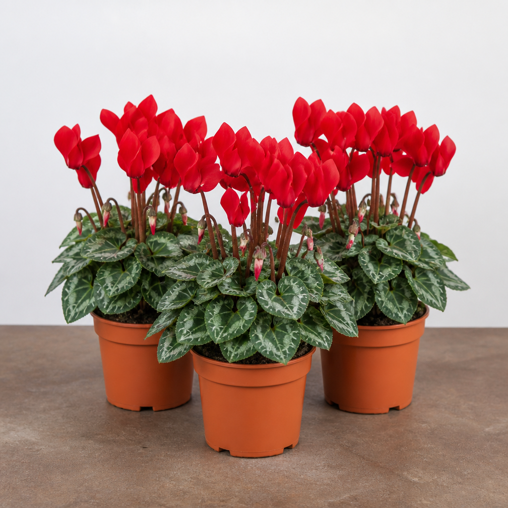Cyclamen Red 10.5cm Pot Pack of 3 & 6 Flowering Outdoor Plants